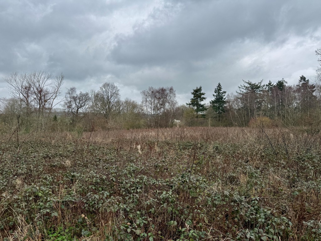 Lot: 40 - APPROXIMATELY 26 ACRES OF LAND - Open clearing in middle of site